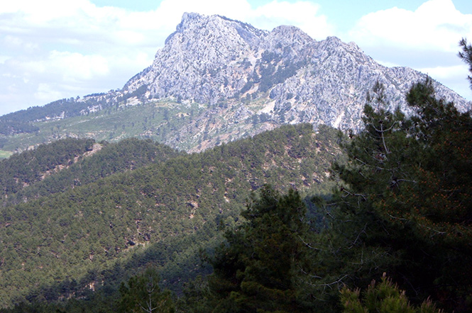 ORUM